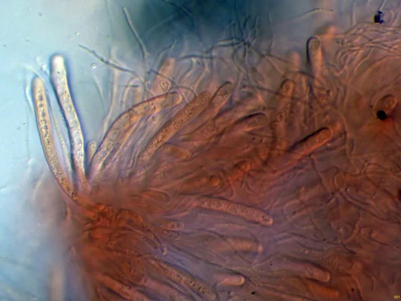 Anteaglonium abbreviatum 13 - Ascos Rojo-001